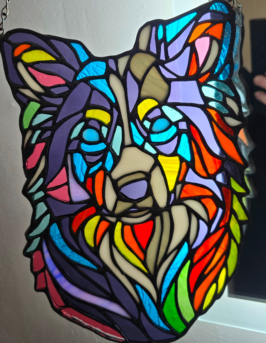 Rainbow Collie