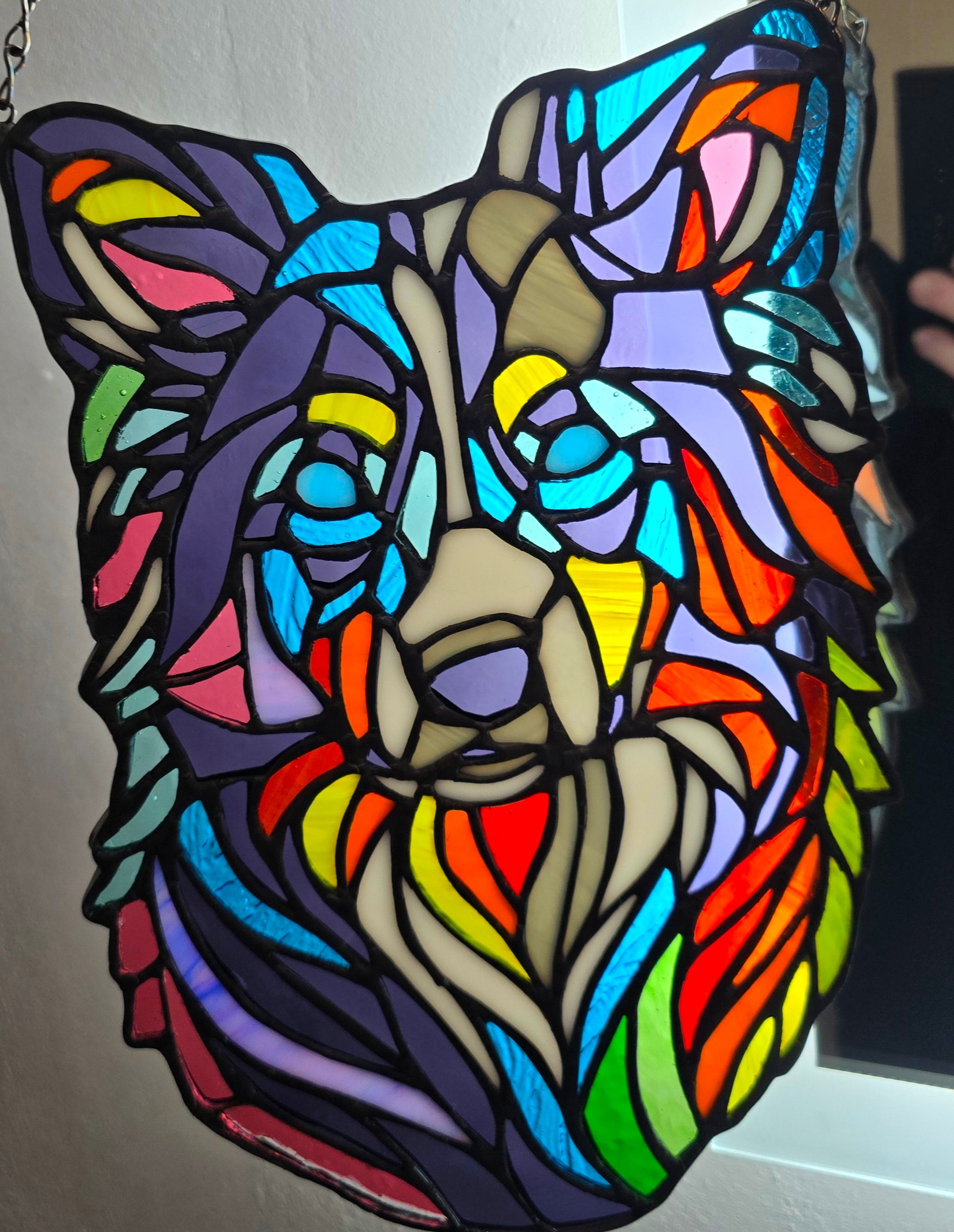 Rainbow Collie