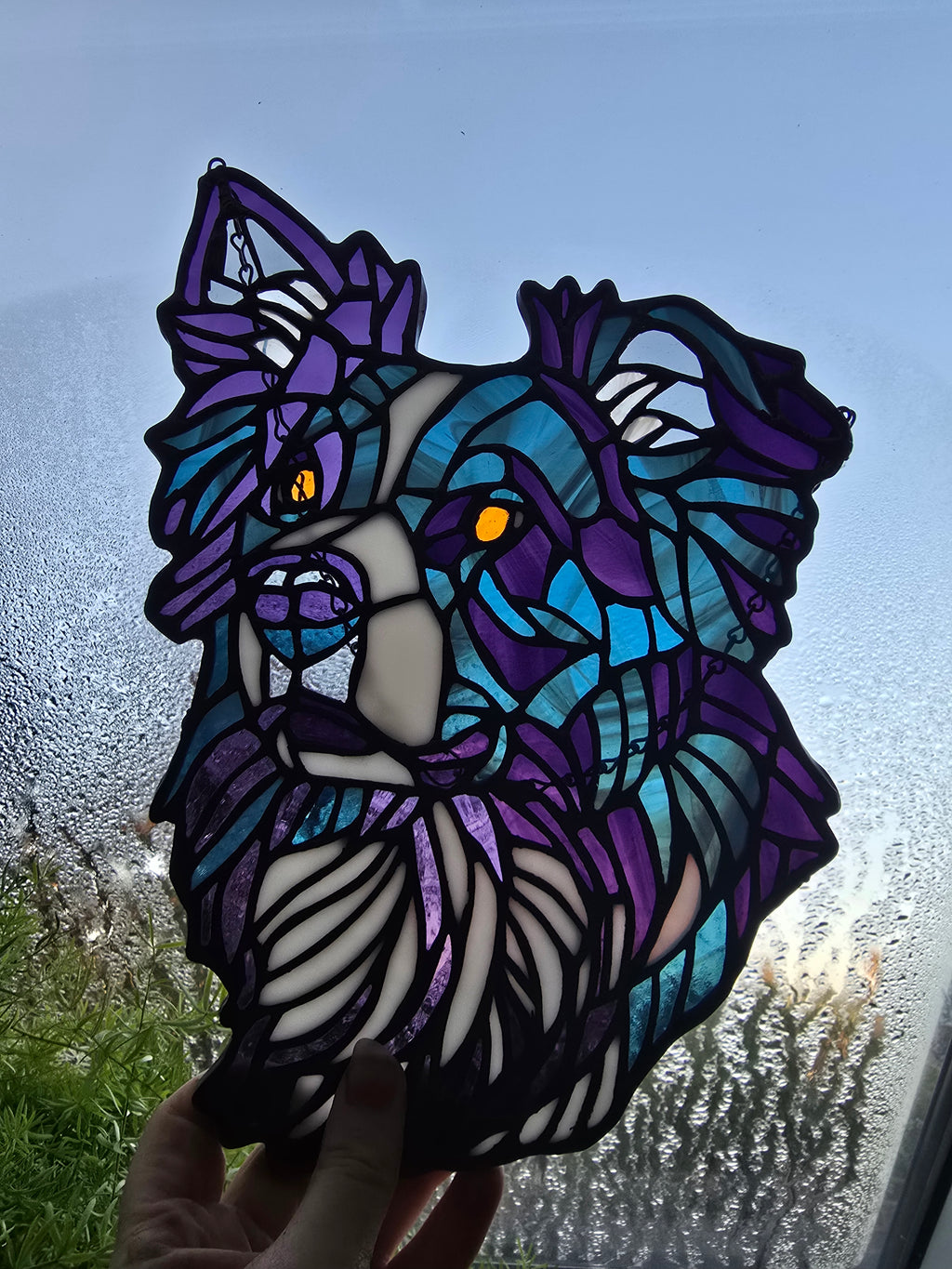 Border Collie